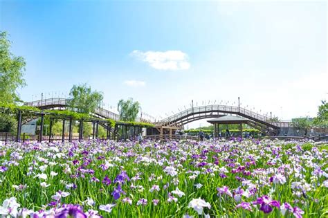 水鄉潮來菖蒲園